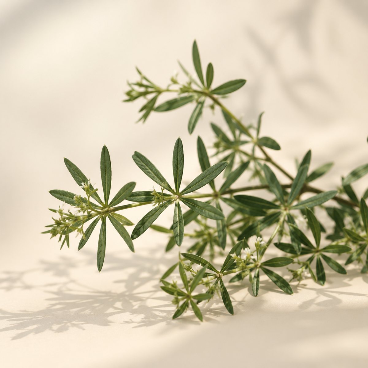 Cleavers aerial parts